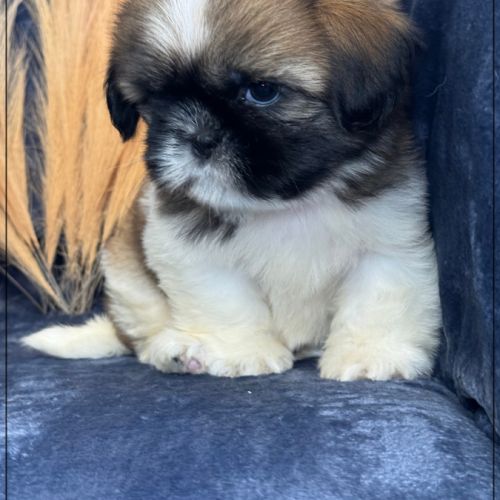 A réserver, obélix, mâle type shihtzu #2
