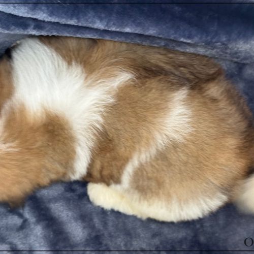 A réserver, obélix, mâle type shihtzu #5