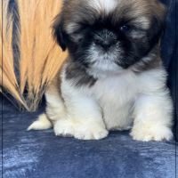 A réserver, obélix, mâle type shihtzu #3