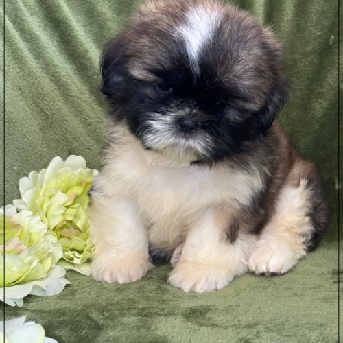 A réserver, gaston, mâle type shihtzu #1