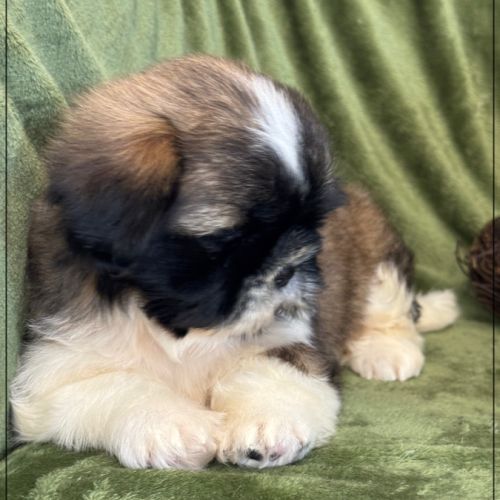 A réserver, gaston, mâle type shihtzu #2