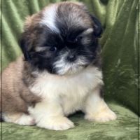 A réserver, gaston, mâle type shihtzu #0