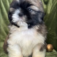 A réserver, gaston, mâle type shihtzu #4