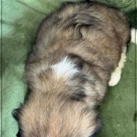 A réserver, gaston, mâle type shihtzu #5