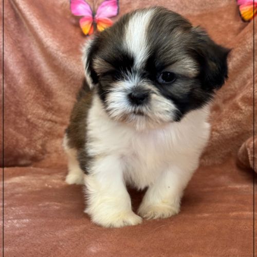 A réserver, gala, femelle type shih tzu