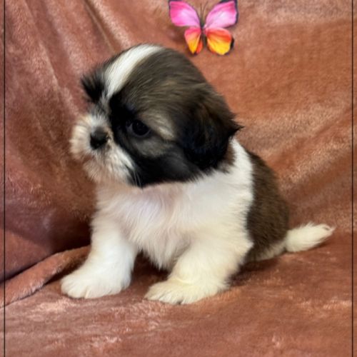 A réserver, gala, femelle type shih tzu #3