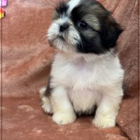 A réserver, gala, femelle type shih tzu #2