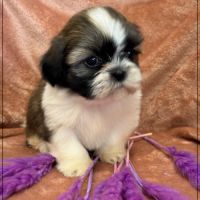 A réserver, gala, femelle type shih tzu #4