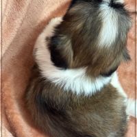 A réserver, gala, femelle type shih tzu #5