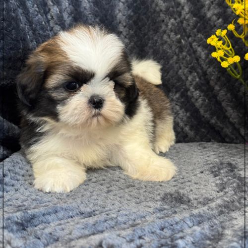 A réserver, greg, mâle type shih tzu #1