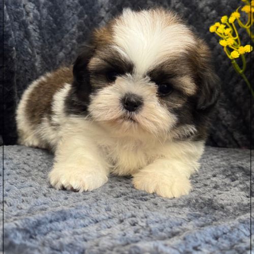 A réserver, greg, mâle type shih tzu #2