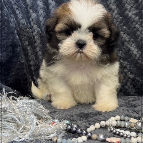 A réserver, greg, mâle type shih tzu