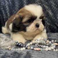 A réserver, greg, mâle type shih tzu #4