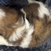 A réserver, greg, mâle type shih tzu #5