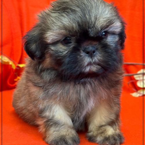 A réserver, délice, superbe mâle type shih tzu