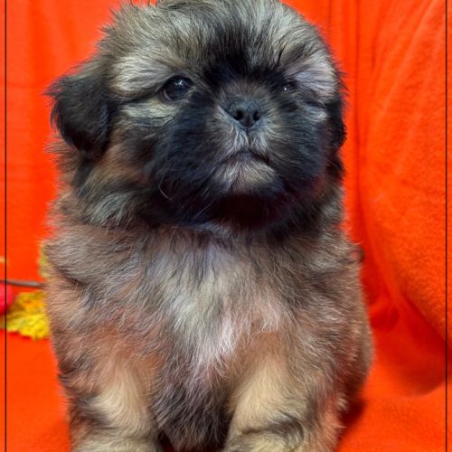 A réserver, délice, superbe mâle type shih tzu #3