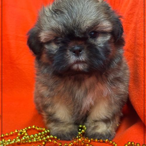 A réserver, délice, superbe mâle type shih tzu #4