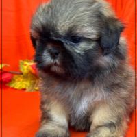 A réserver, délice, superbe mâle type shih tzu #2