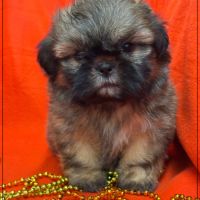 A réserver, délice, superbe mâle type shih tzu #4