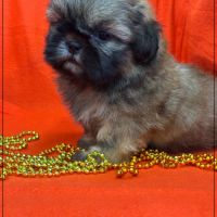 A réserver, délice, superbe mâle type shih tzu #5