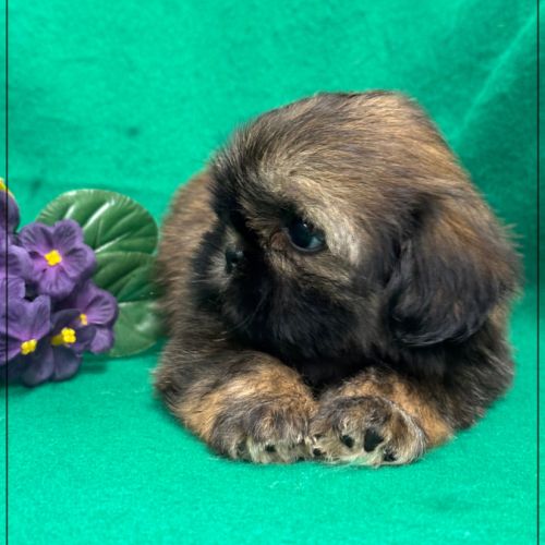 Réserver, ayrton, superbe mâle type shih tzu #1