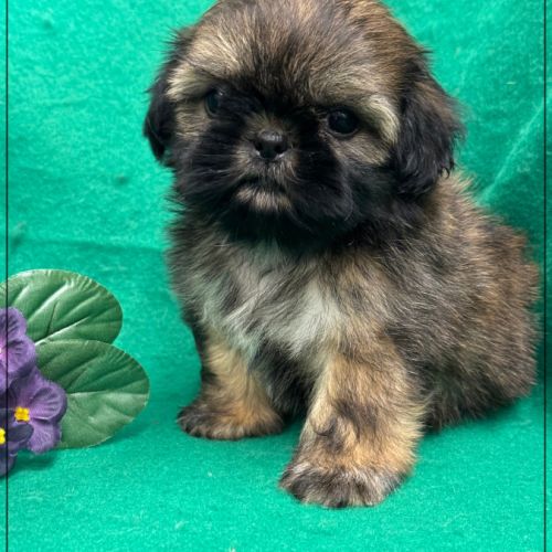 Réserver, ayrton, superbe mâle type shih tzu #2