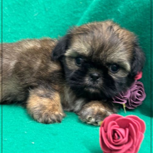 Réserver, ayrton, superbe mâle type shih tzu #4