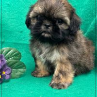Réserver, ayrton, superbe mâle type shih tzu #2