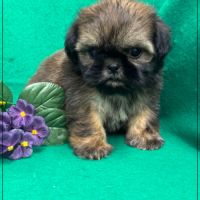 Réserver, ayrton, superbe mâle type shih tzu #0