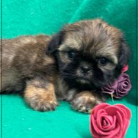 Réserver, ayrton, superbe mâle type shih tzu #4