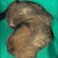 Réserver, ayrton, superbe mâle type shih tzu #5