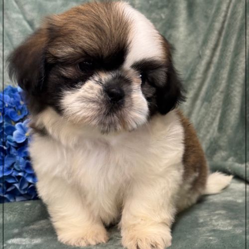 A réserver, magnum, mâle type shih tzu