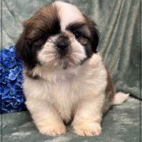 A réserver, magnum, mâle type shih tzu #1