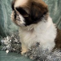 A réserver, magnum, mâle type shih tzu #3