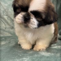 A réserver, magnum, mâle type shih tzu #4