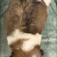 A réserver, magnum, mâle type shih tzu #5