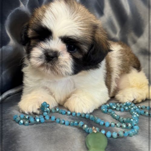 A réserver, pépito,mâle type shih tzu #0