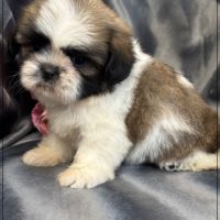 A réserver, pépito,mâle type shih tzu #1