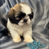A réserver, pépito,mâle type shih tzu #4