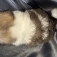 A réserver, pépito,mâle type shih tzu #5