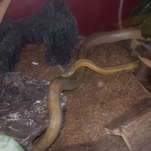 Serpent des blés #0