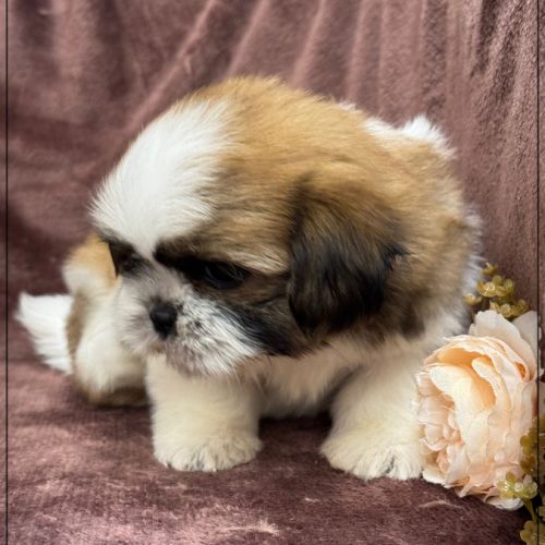 A réserver, milou, mâle type shih tzu #2