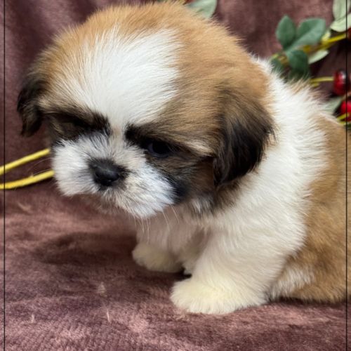 A réserver, milou, mâle type shih tzu #3