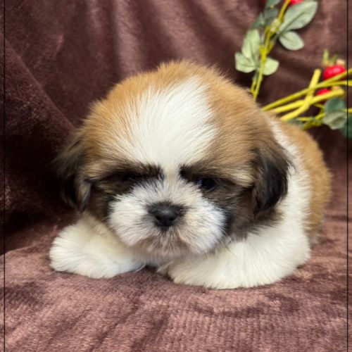 A réserver, milou, mâle type shih tzu #4