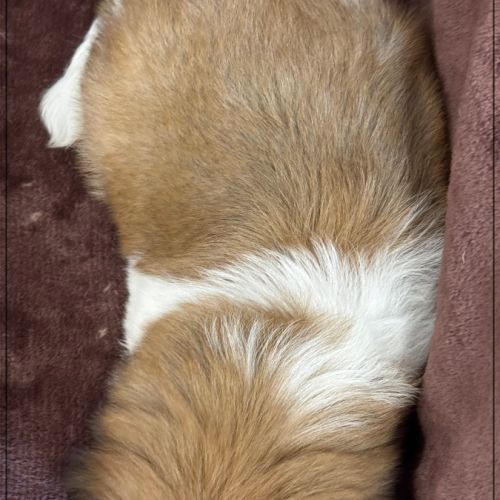 A réserver, milou, mâle type shih tzu #5