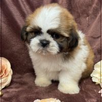 A réserver, milou, mâle type shih tzu