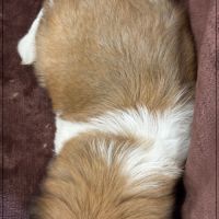 A réserver, milou, mâle type shih tzu #5