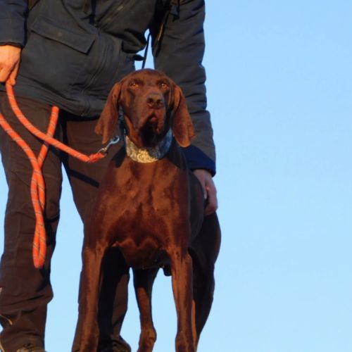 Taxus magnifique braque allemand chocolat, 9 ans