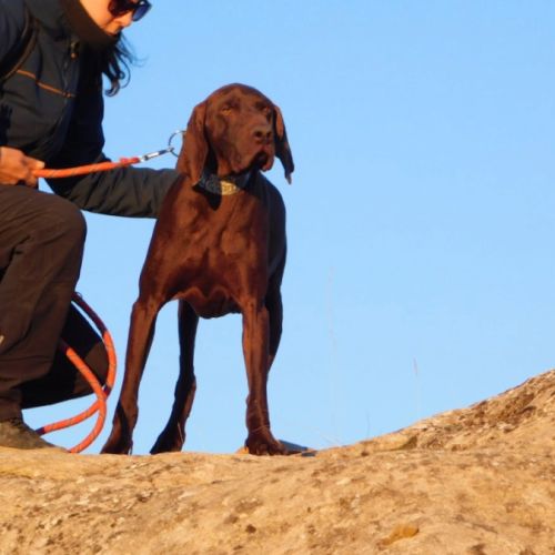 Taxus magnifique braque allemand chocolat, 9 ans #2