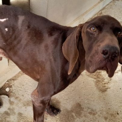 Taxus magnifique braque allemand chocolat, 9 ans #4